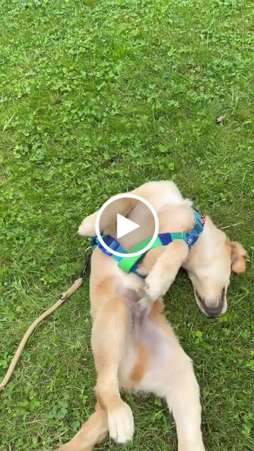 Customer video review of Comfort Control No-Pull Dog Harness - Lime Wave