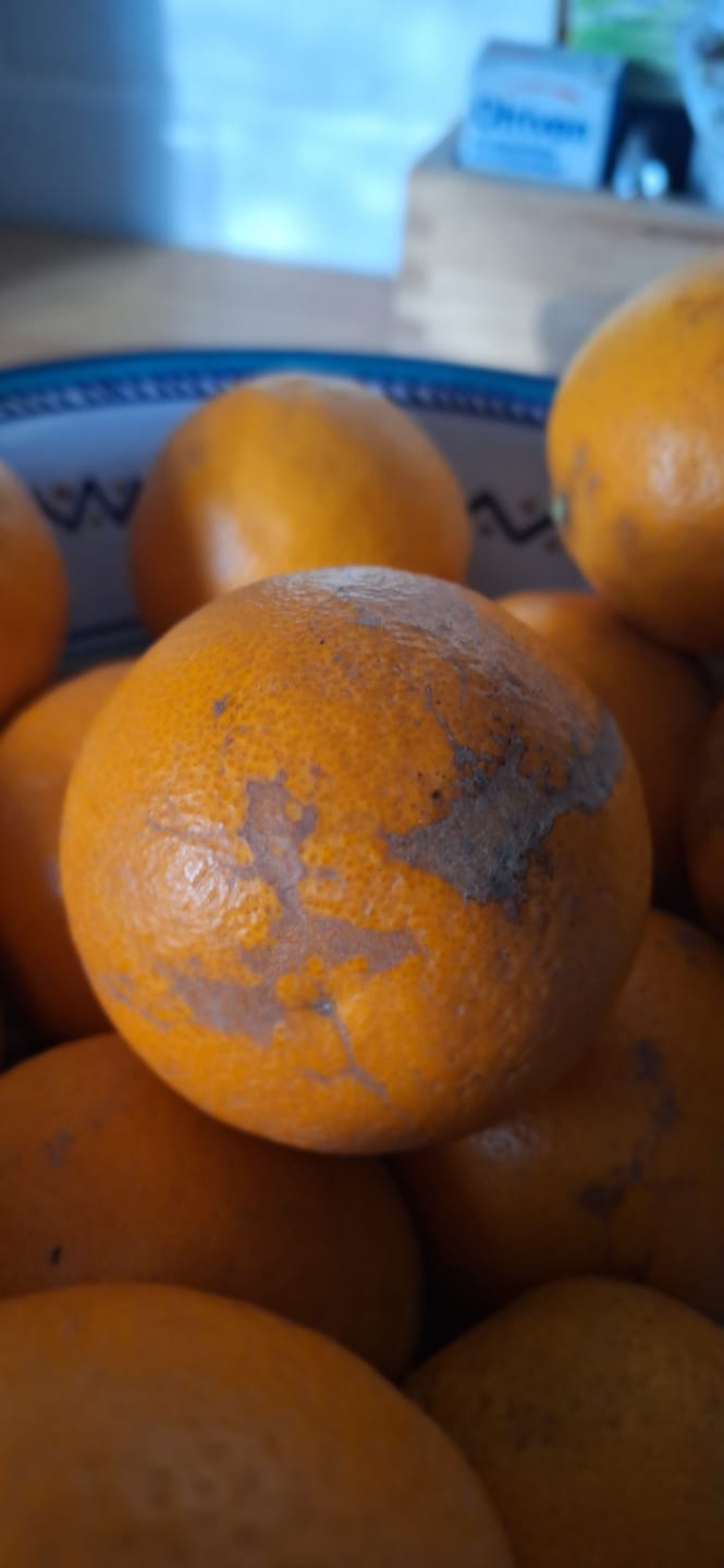 Customer photo review of Saft-Orangen Bio aus Sizilien