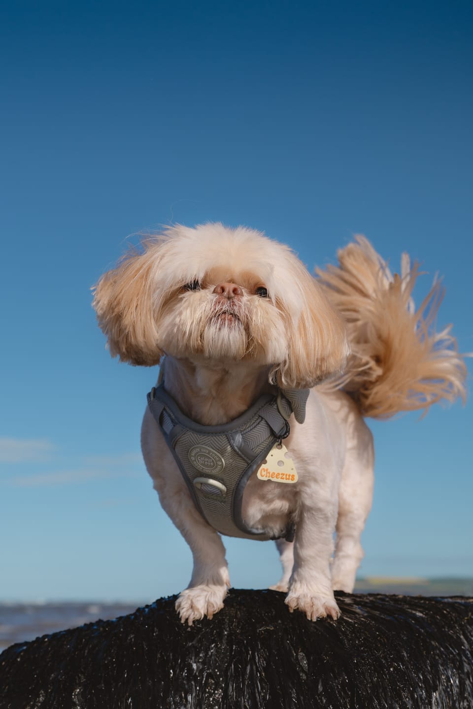 Customer photo review of Trail & Glow Tweed Dog Harness - Colour Drops - Sage Tweed