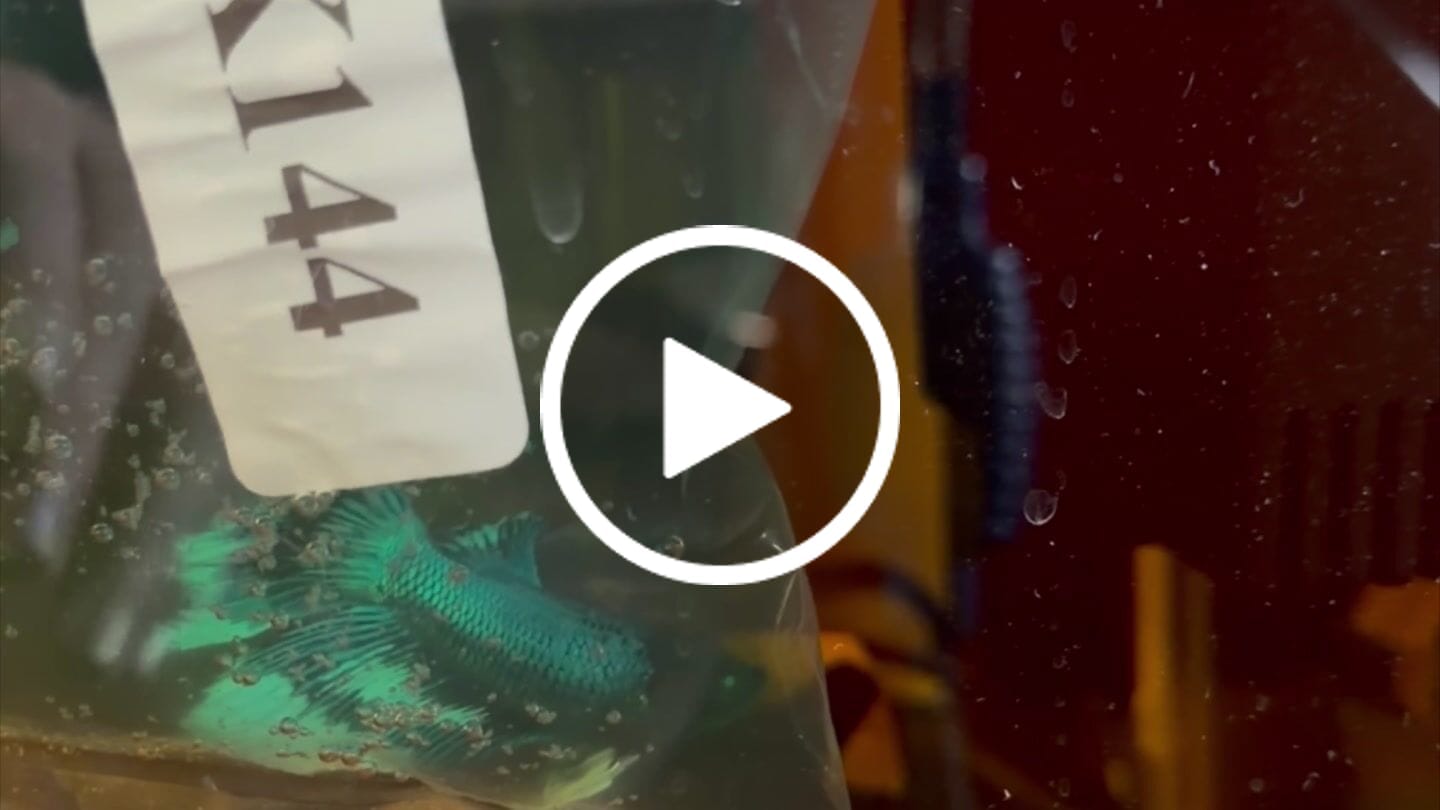 Customer video review of Black Hulk Halfmoon Male Betta Fish | You Pick Fish