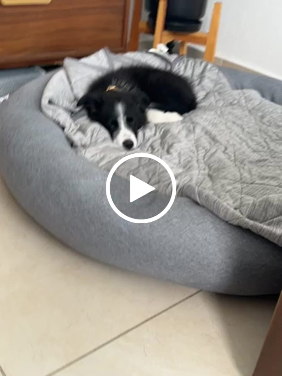 Customer video review of Funda Lino para Cama Antiestrés para Perros