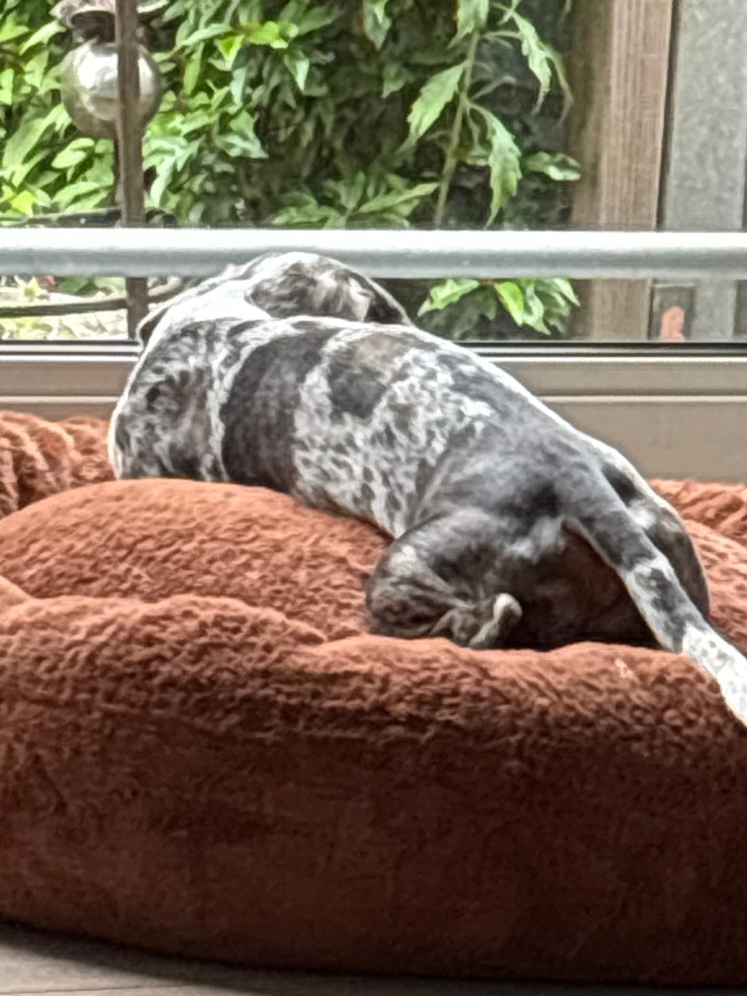 Customer photo review of Pet Perfect Orthopedische Donutmand