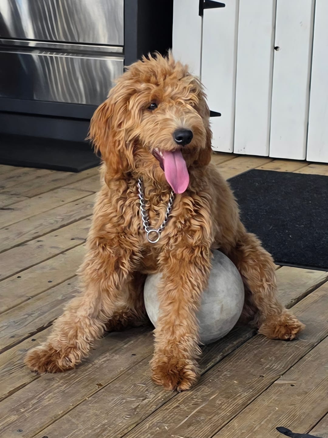 Customer photo review of 12 Inch Jumbo Braided Bully Stick