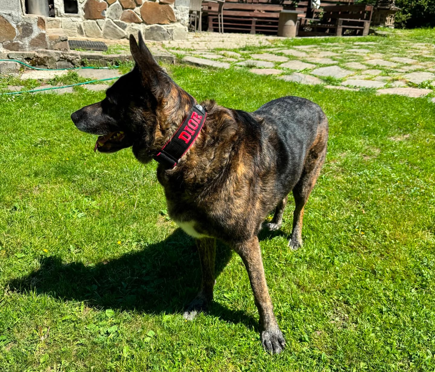 Customer photo review of Hundkoppel med namn