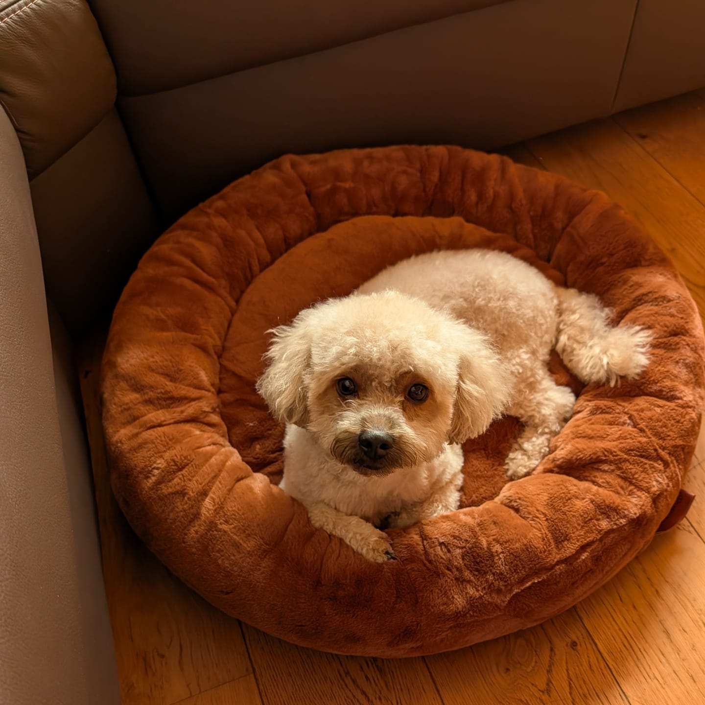 Customer photo review of Orthopädisches Hundebett Deluxe