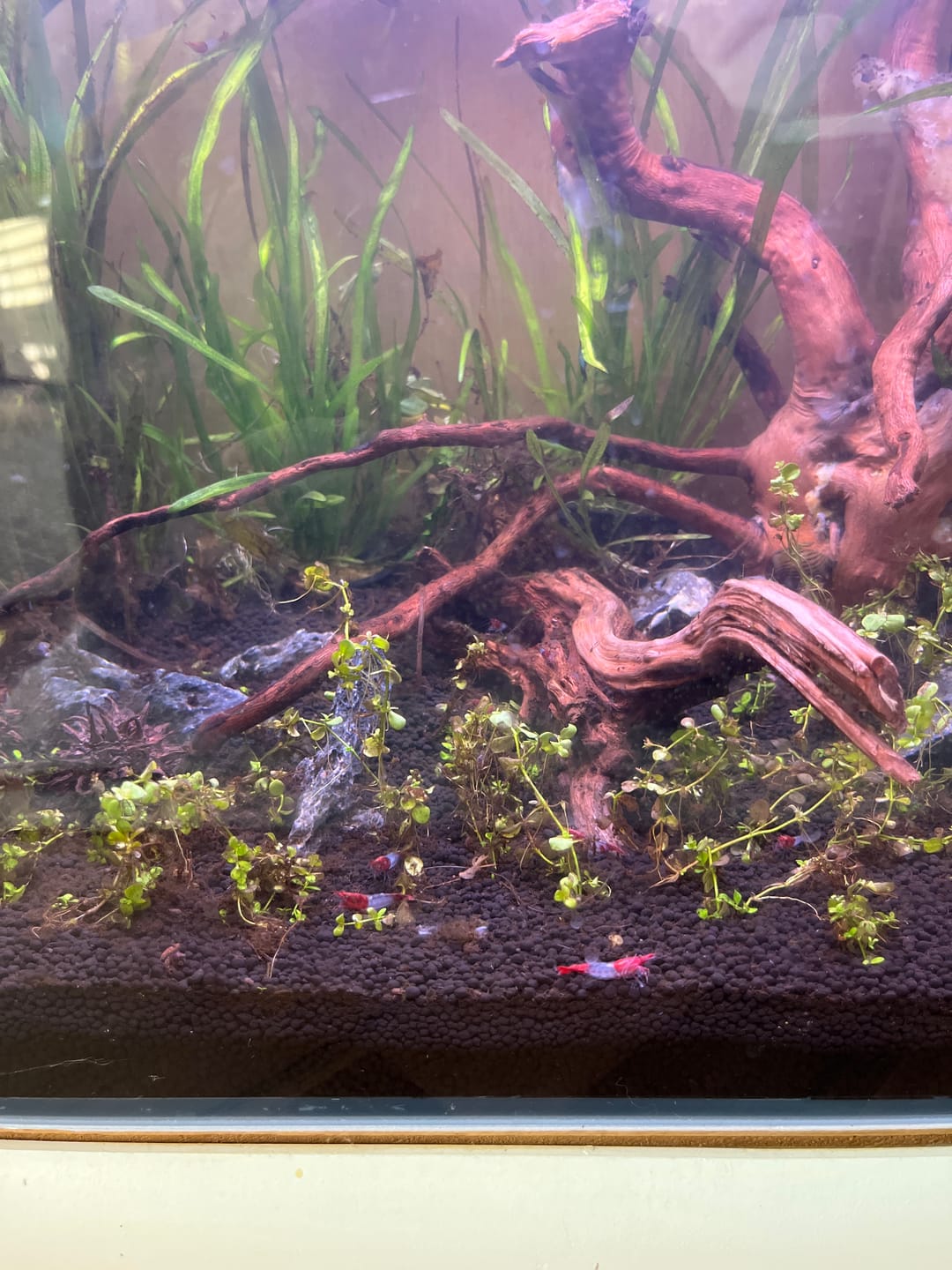 Customer photo review of Red Rili Shrimp