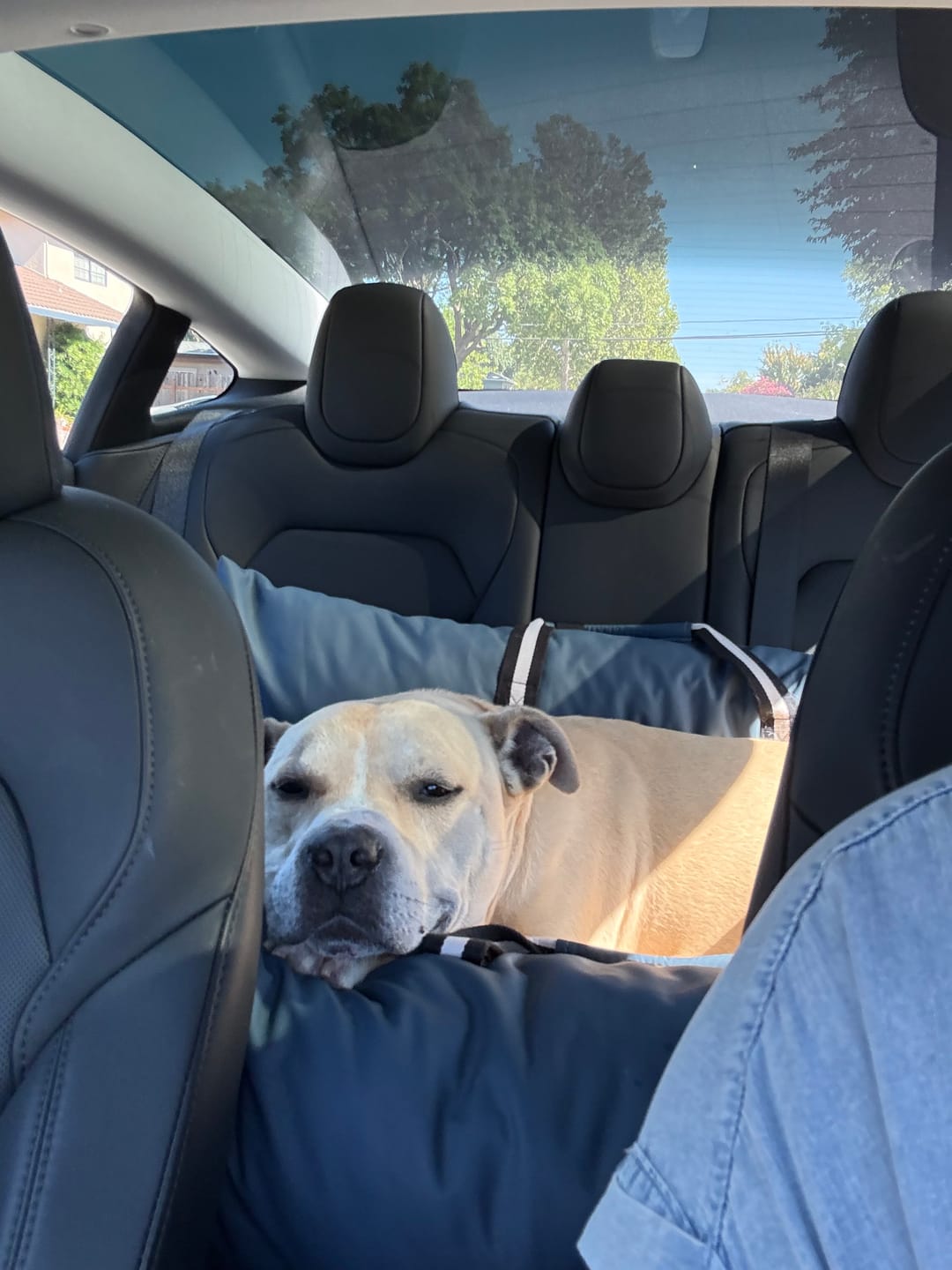 Customer photo review of The Dog Dock V2 New & Improved with LATCH / ISO FIX anchors