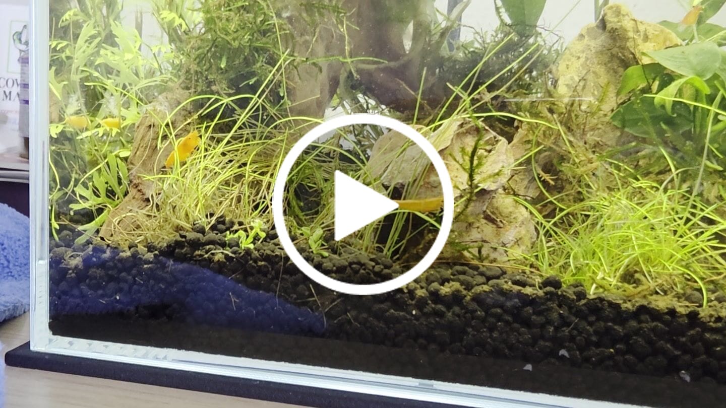 Customer video review of Orange Sunkist Shrimp