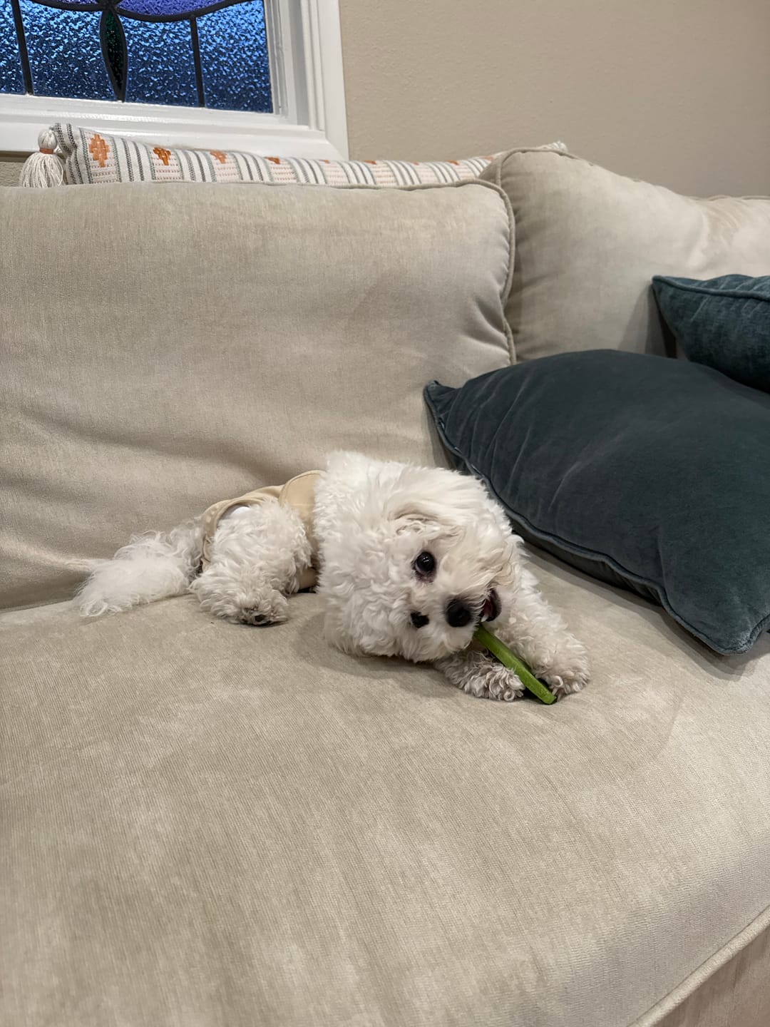 Customer photo review of Long-Lasting Yak Chews — 4 Flavor Pack