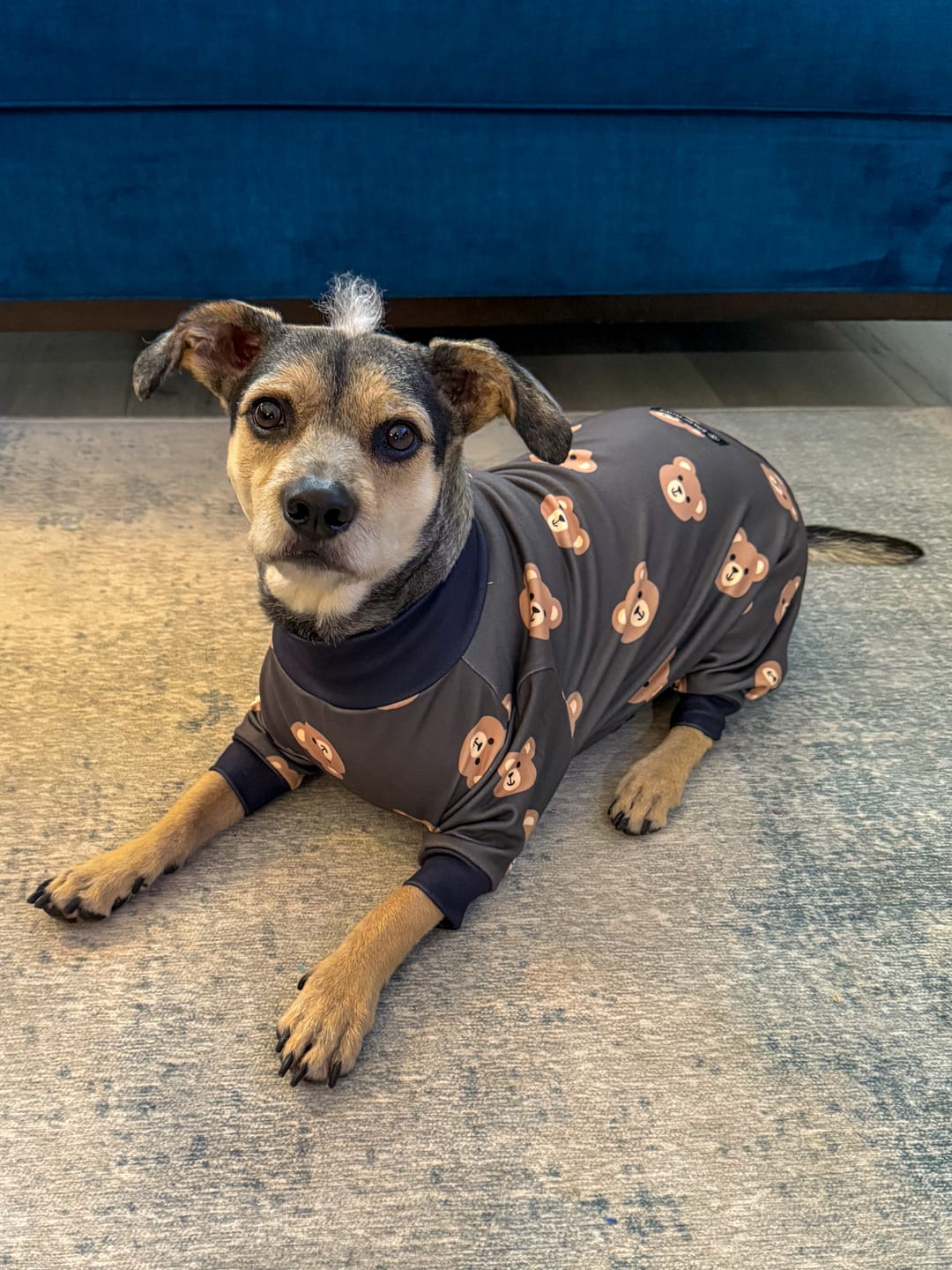 Customer photo review of Dog Pajama - Bear Black