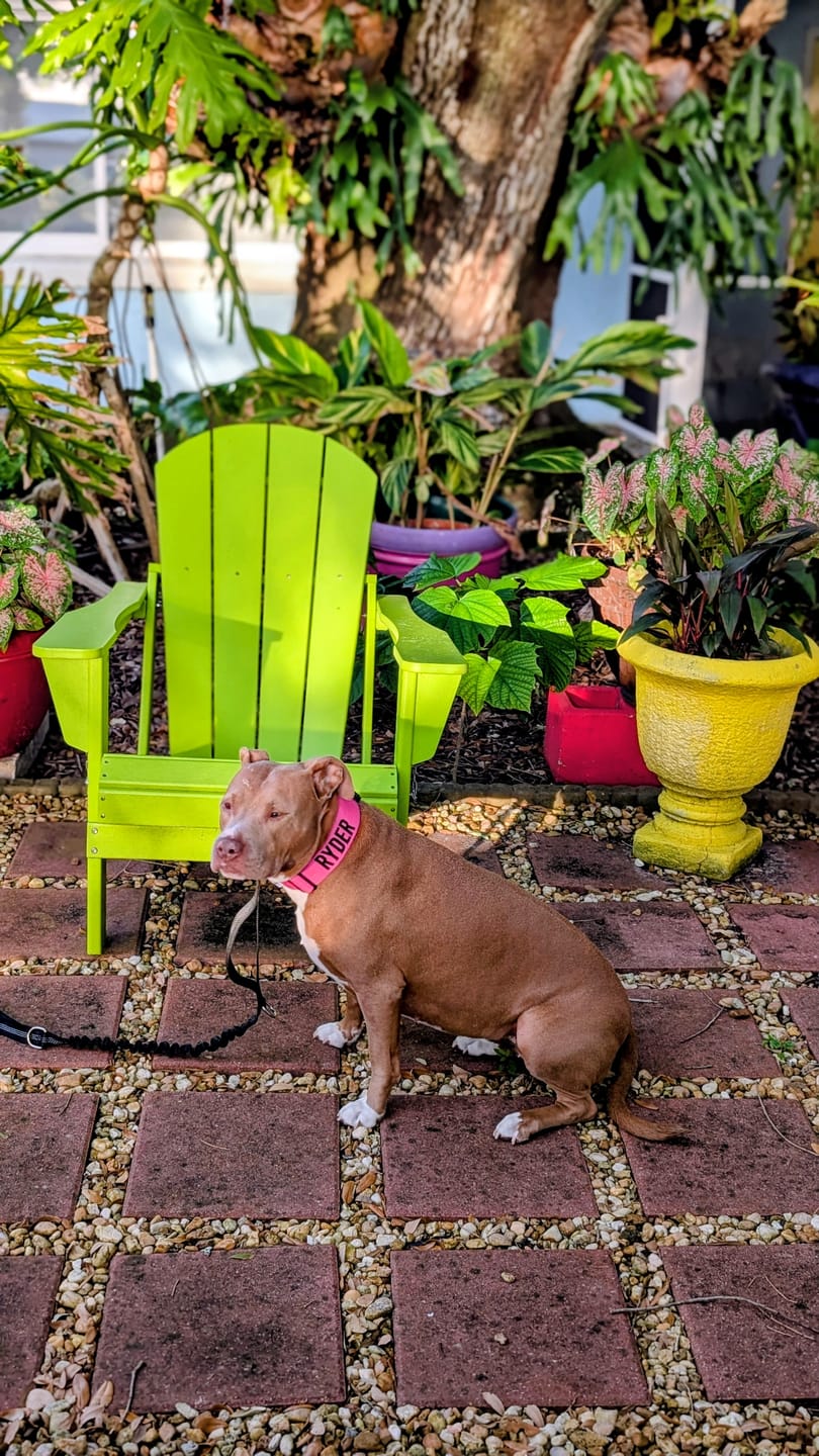 Customer photo review of Personalized Bully Proof Collar