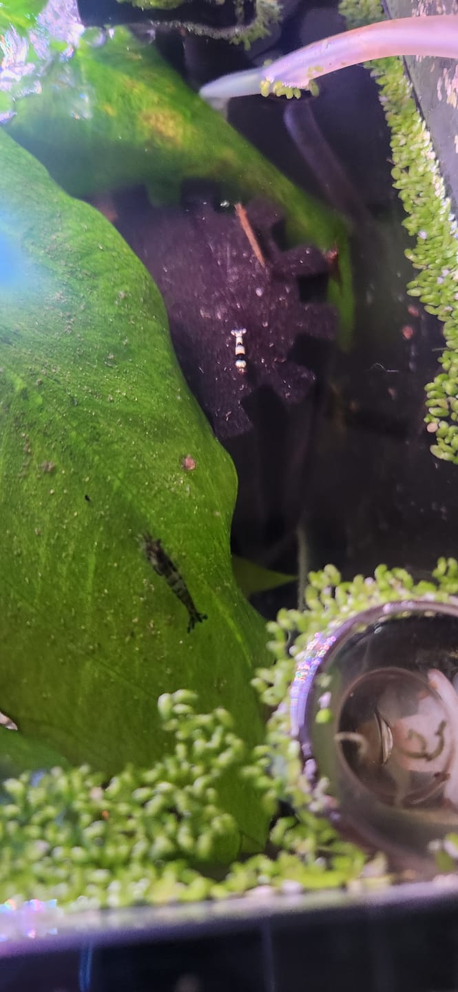 Customer photo review of Crystal Black Shrimp