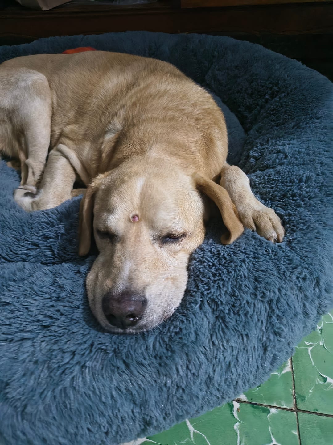 Customer photo review of Cama Antiestrés para Perros