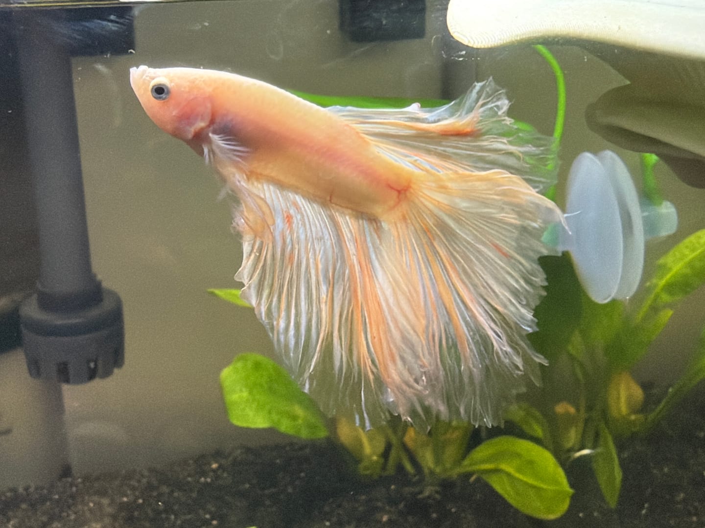 Customer photo review of Pink Halfmoon Male Betta Fish | Grower’s Pick