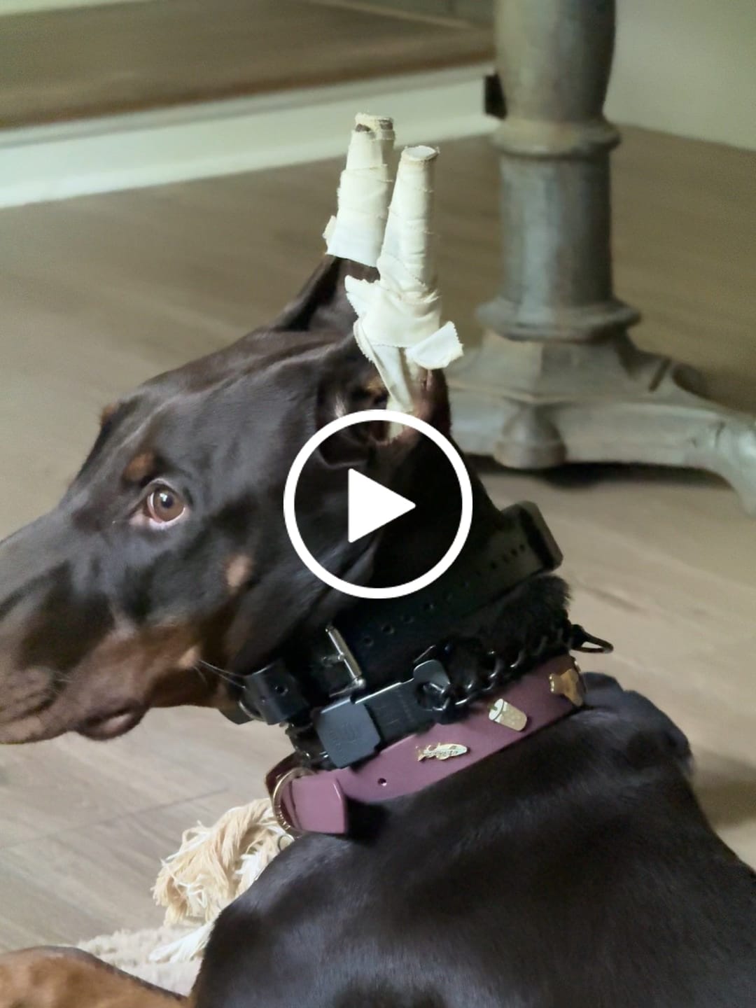 Customer video review of Moodies Collar