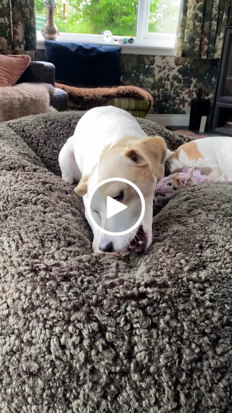 Customer video review of Lamb Trachea (1kg)