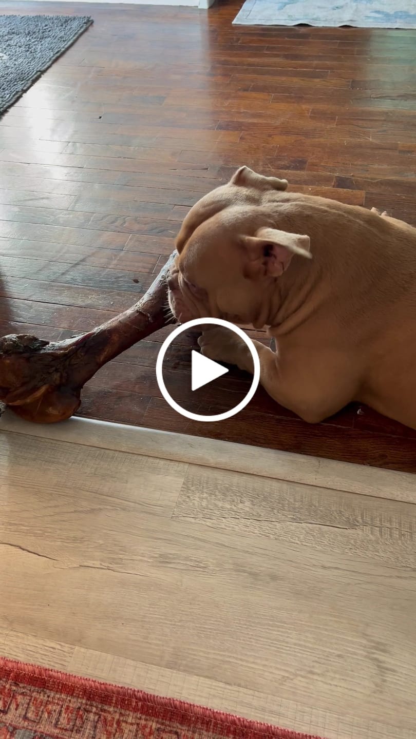 Customer video review of Smoked Dinosaur Bones