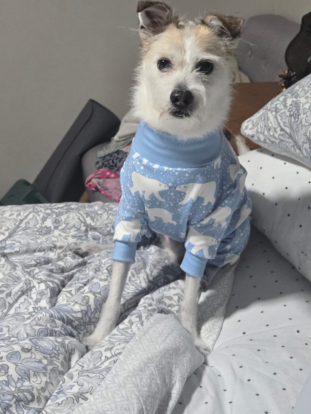 Customer photo review of Dog Pajama - Snowy Polar Bear
