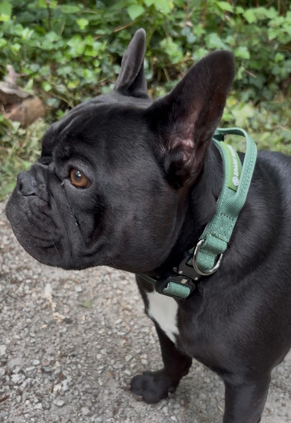 Customer photo review of Comfort Control Collar Set - Army Green