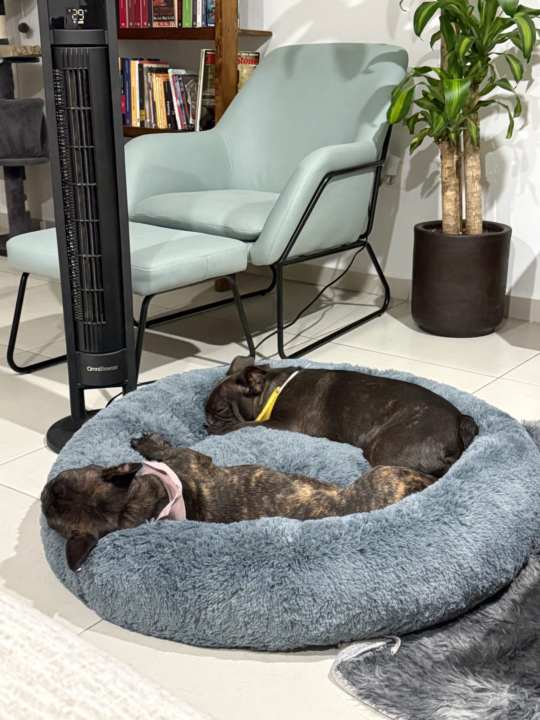 Customer photo review of Cama Antiestrés para Perros