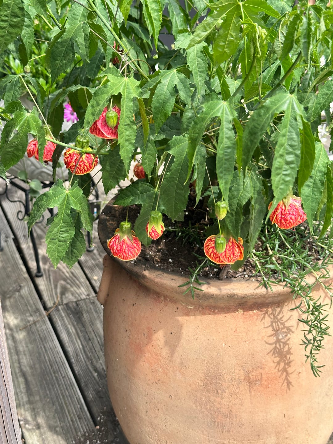 Customer photo review of Summer Bloom Design Kit