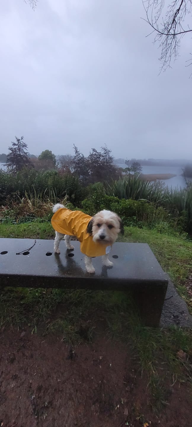 Customer photo review of Impermeable Urbano Perro Fitz Roy -  Amarilla - Sheepdogz®