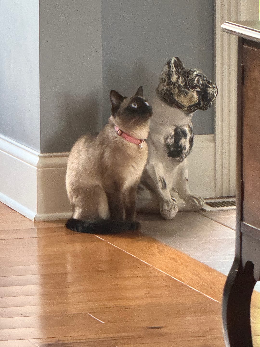 Customer photo review of Turkey Recipe for Cats - 12oz