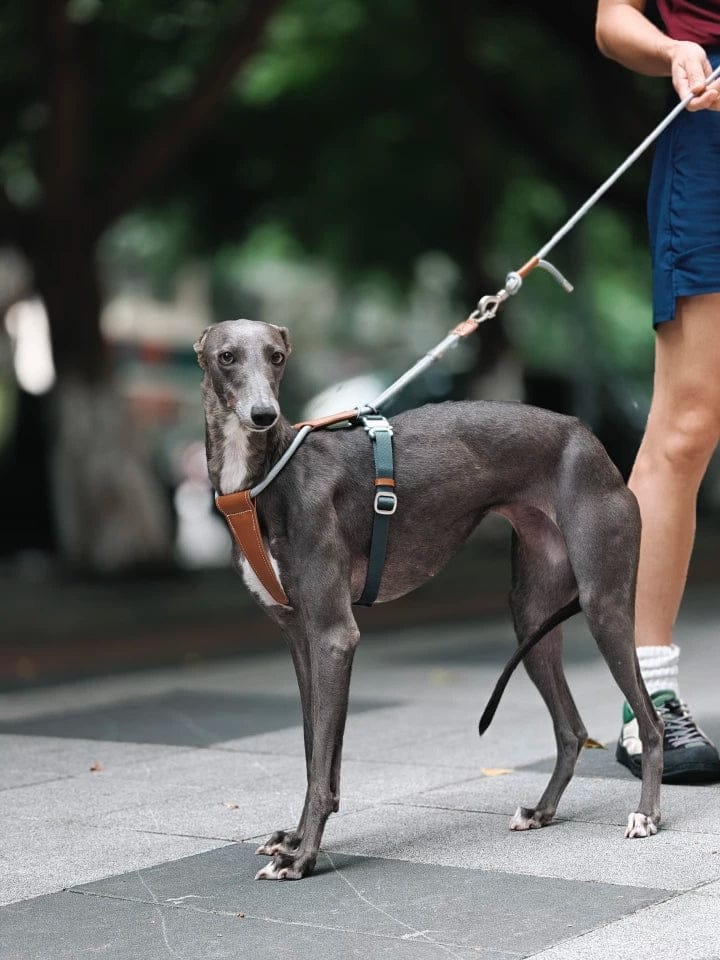 Customer photo review of H-Style Leather & Round Rope Adjustable Dog Harness – Harness only or Harness & Leash Set
