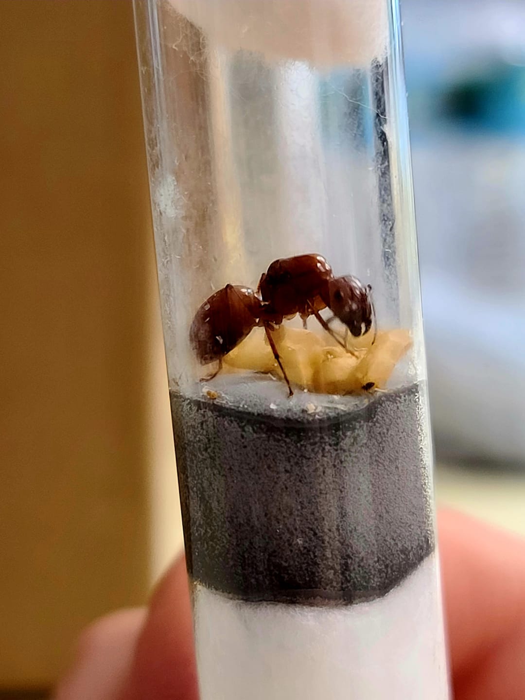 Customer photo review of Ruby Chestnut Carpenter Ant (Camponotus castaneus)