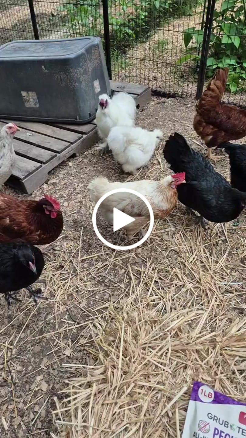 Customer video review of Peck Purity Daily Digestive Defense for Flock Strength