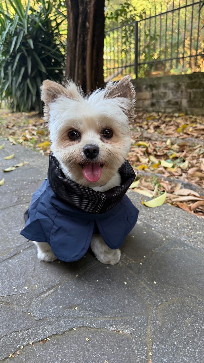 Customer photo review of Breatheshield™ Dog Raincoat - Blue Gold Black