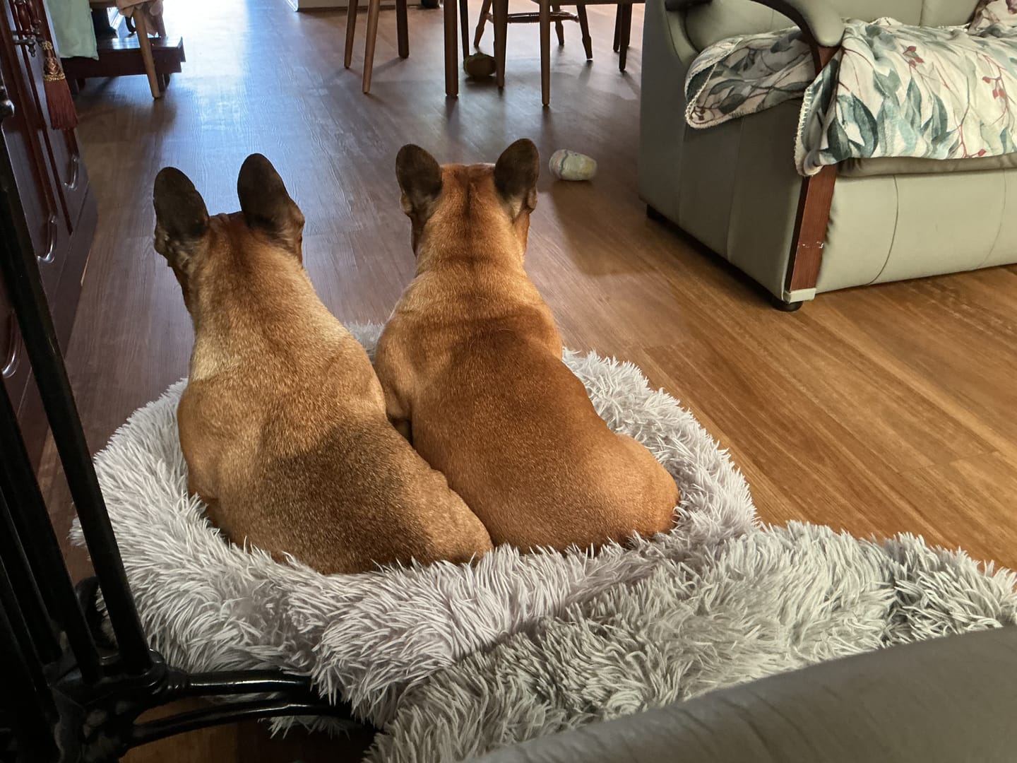 Customer photo review of Digestive-K9 Chews
