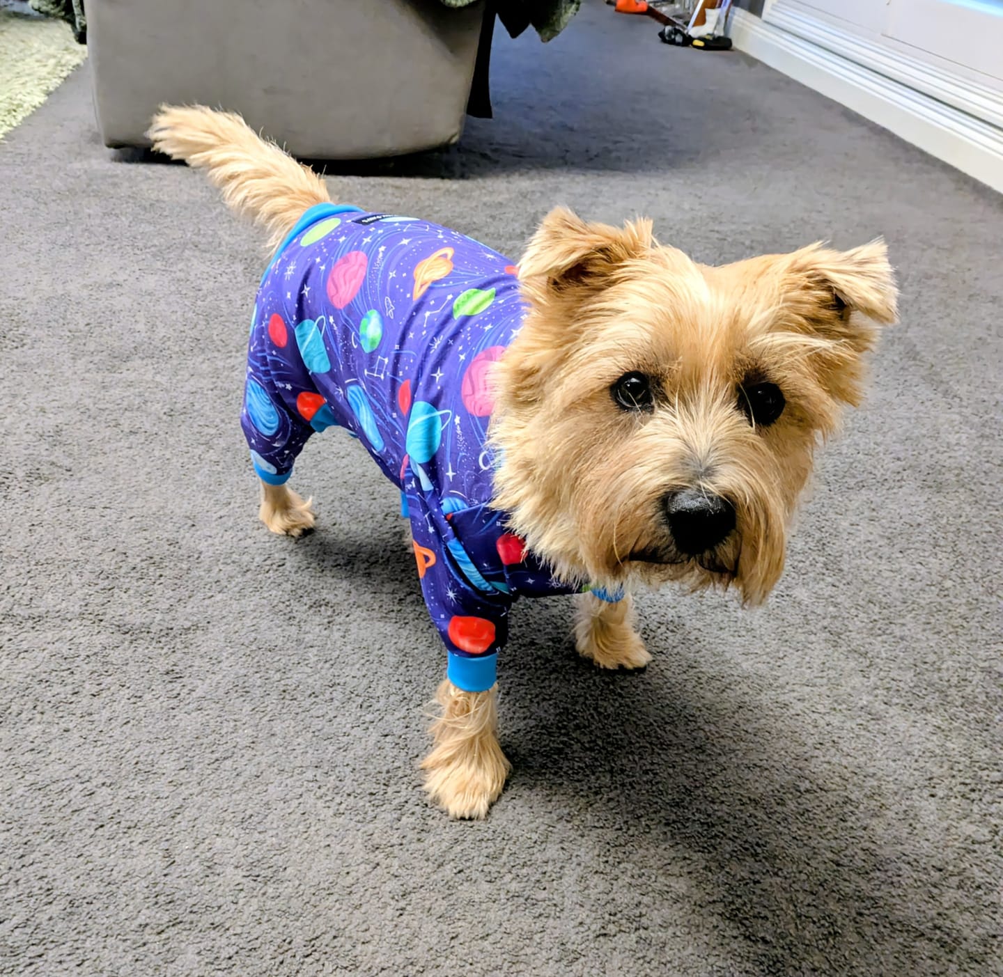 Customer photo review of Dog Pajama - Planets