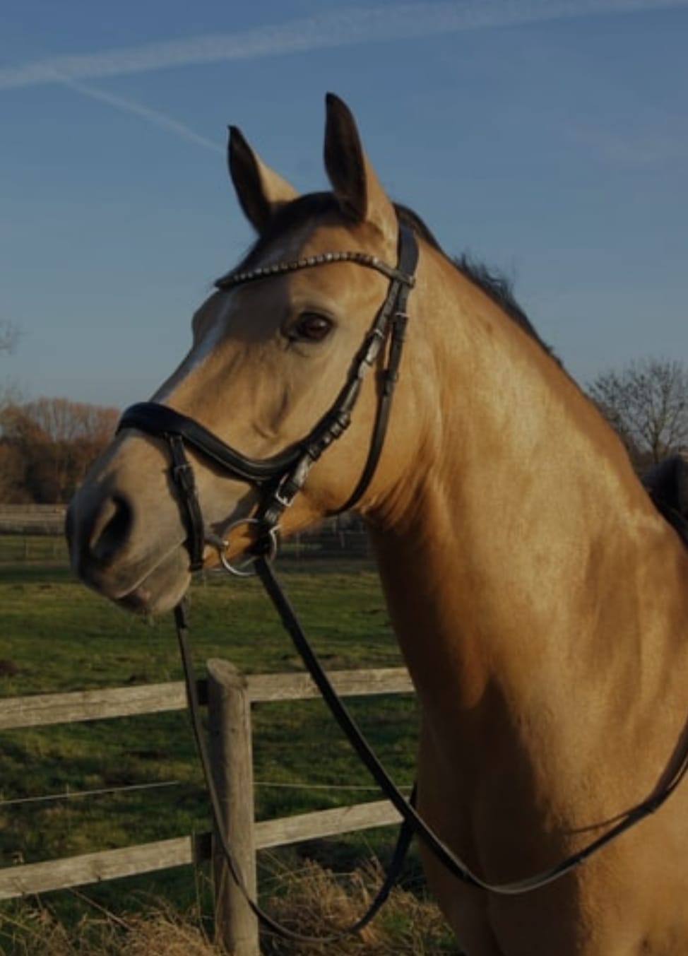 Customer photo review of Strotonin Nerve Support