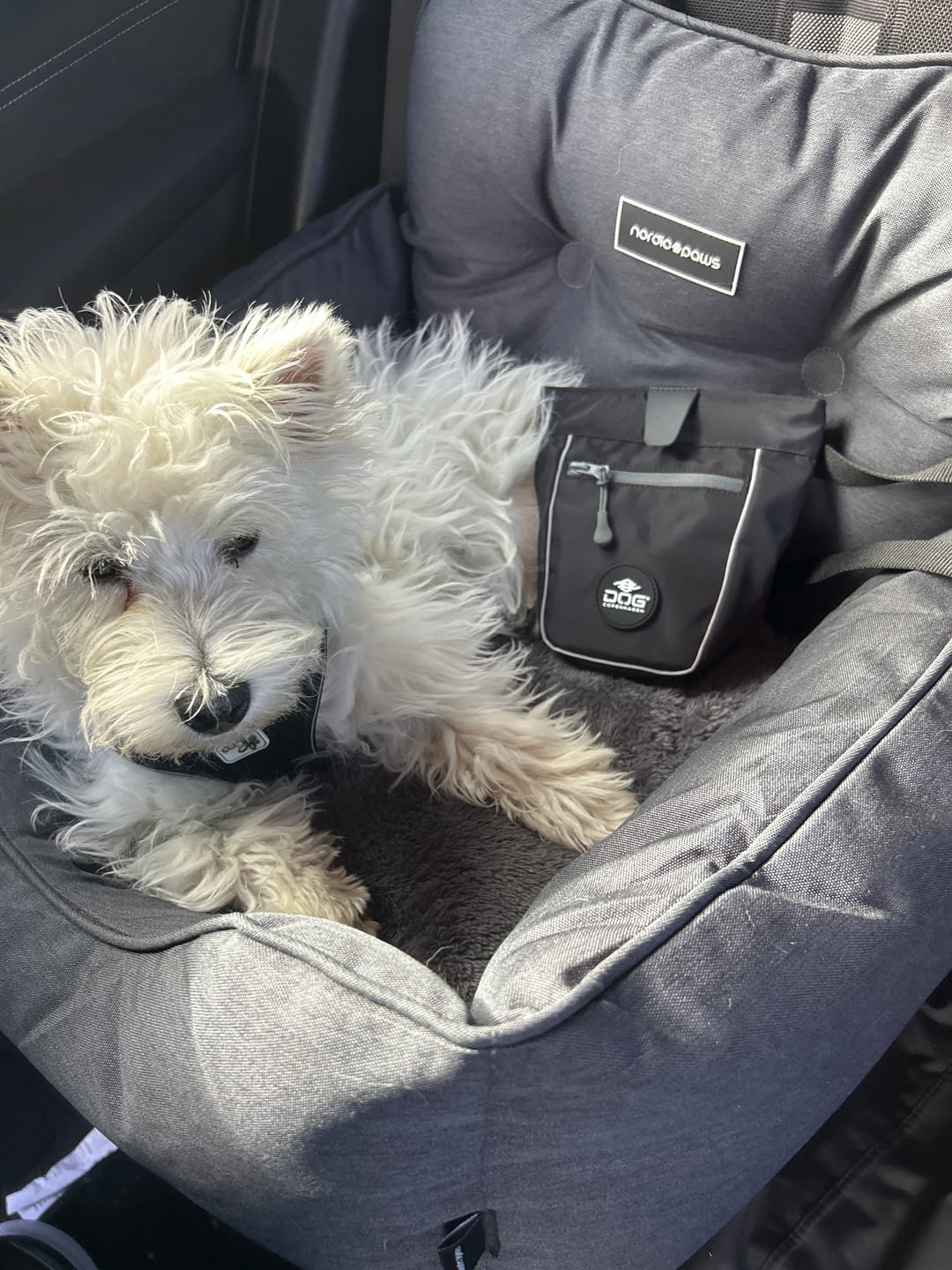 Customer photo review of Dog Copenhagen - Go Explore™ Godbidstaske, sort