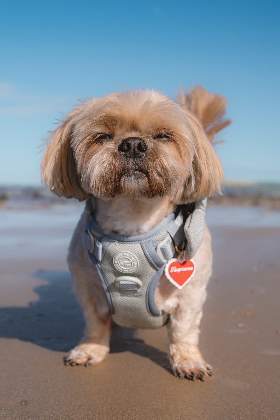 Customer photo review of Trail & Glow Tweed Dog Harness - Colour Drops - Sage Tweed