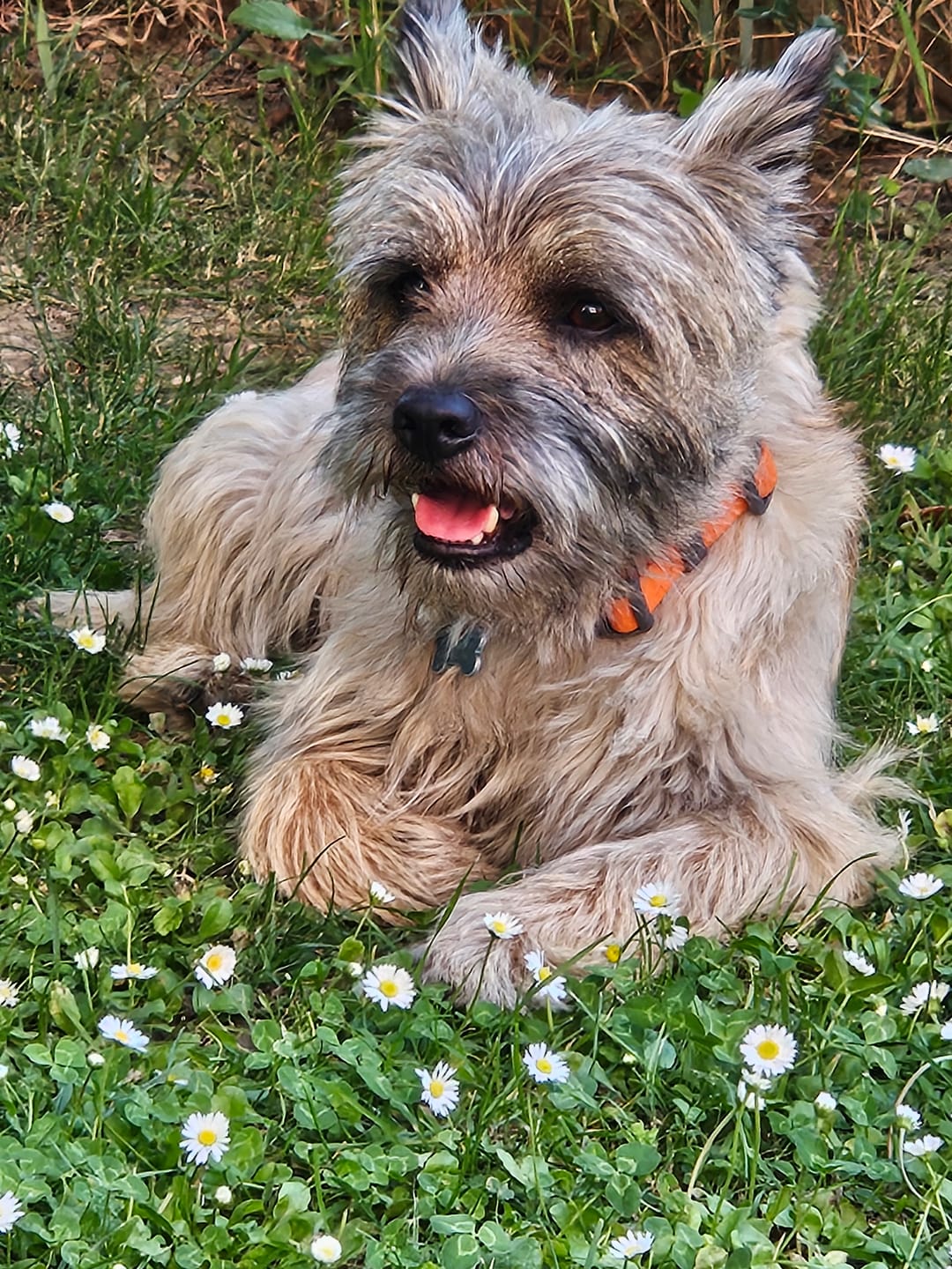 Customer photo review of Bert & Hugo Poletni Ščit – Zaščitni stik za tačke in smrček (50ml)