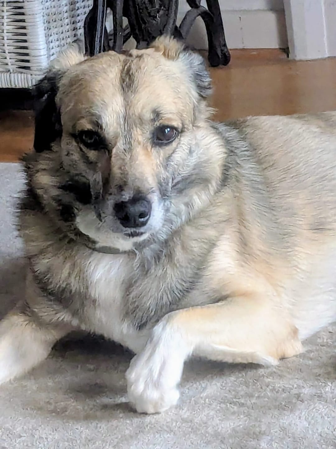 Customer photo review of Wurmtest Pro Hund