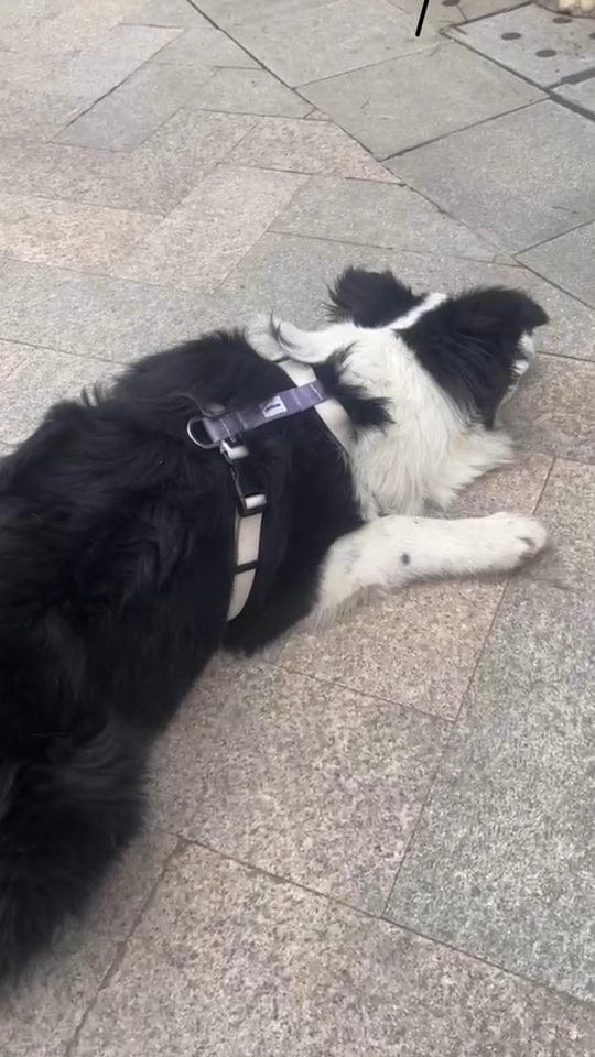 Customer photo review of Valora Ultra-Lightweight H-Shaped Escape-Proof Dog Harness and Leash Set