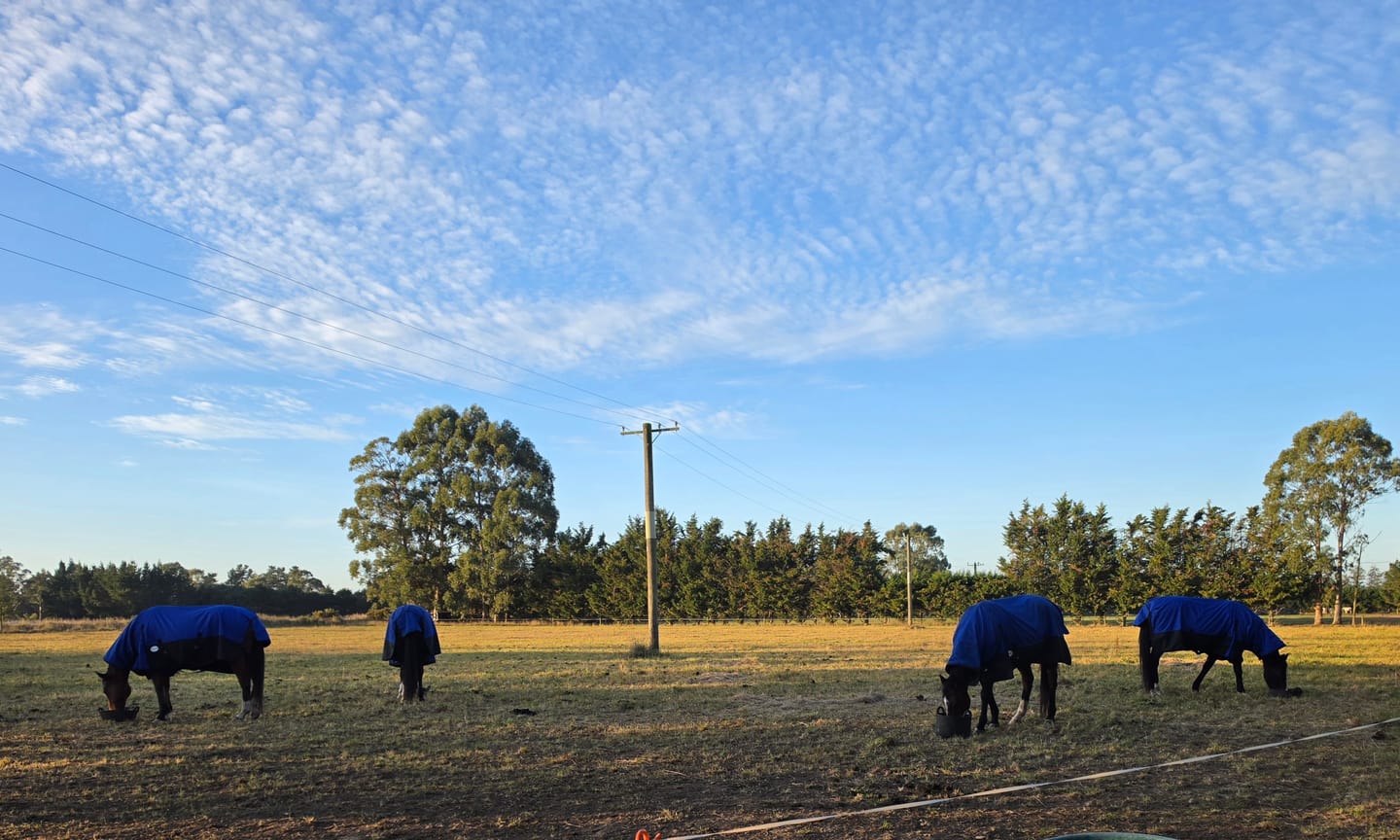 Customer photo review of NZ Tack Duke 1200D Combo