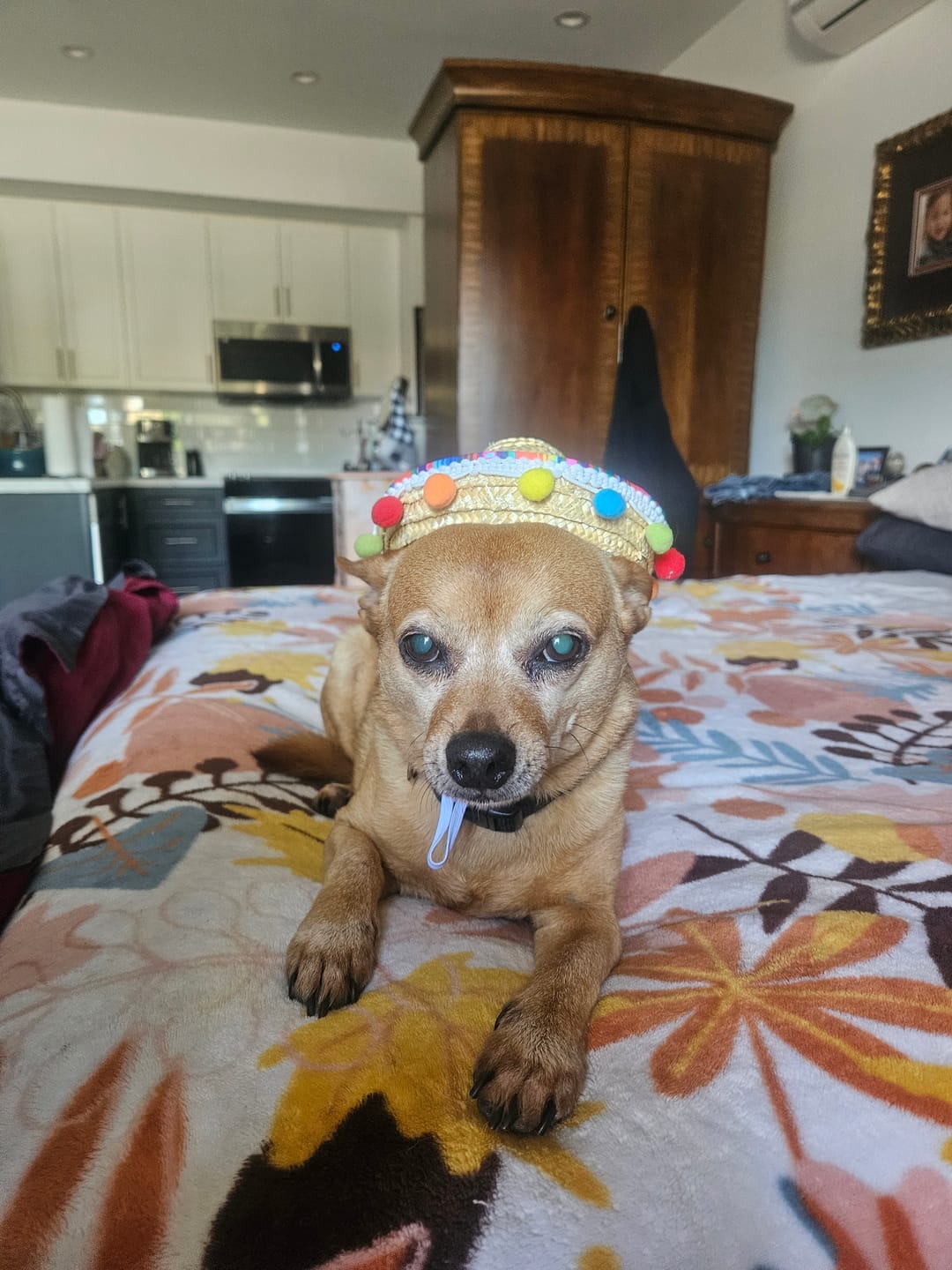 Customer photo review of Iron Paws Daily Human-Grade Superfood For Dogs