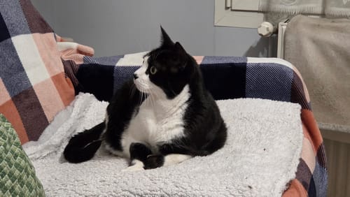 Avis d'un client : son chat noir et blanc confortablement installé sur une chaise après avoir mangé les croquettes.
