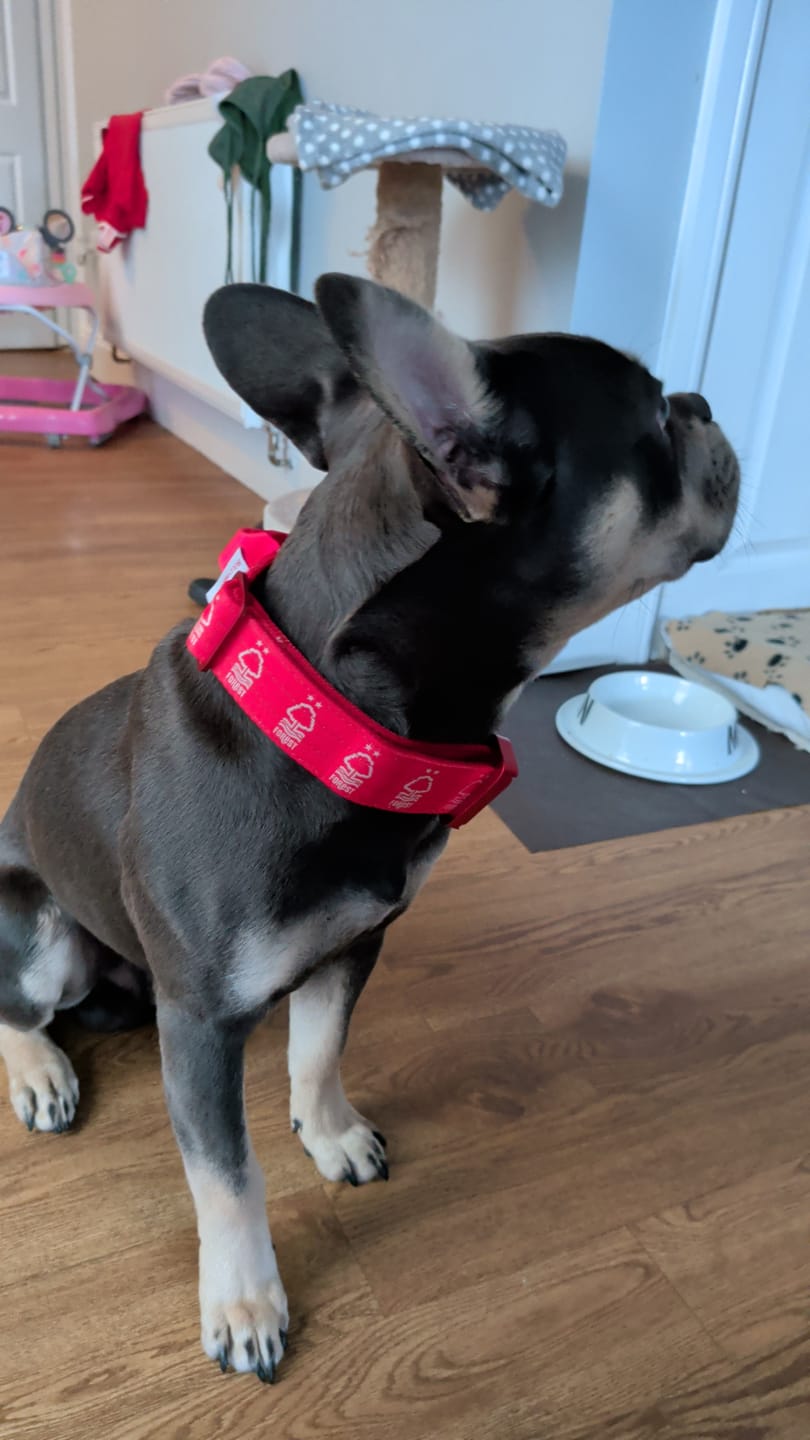 Customer photo review of 4cm LIGHTER Combat® Collar | With Handle & Secure Clip - Nottingham Forest