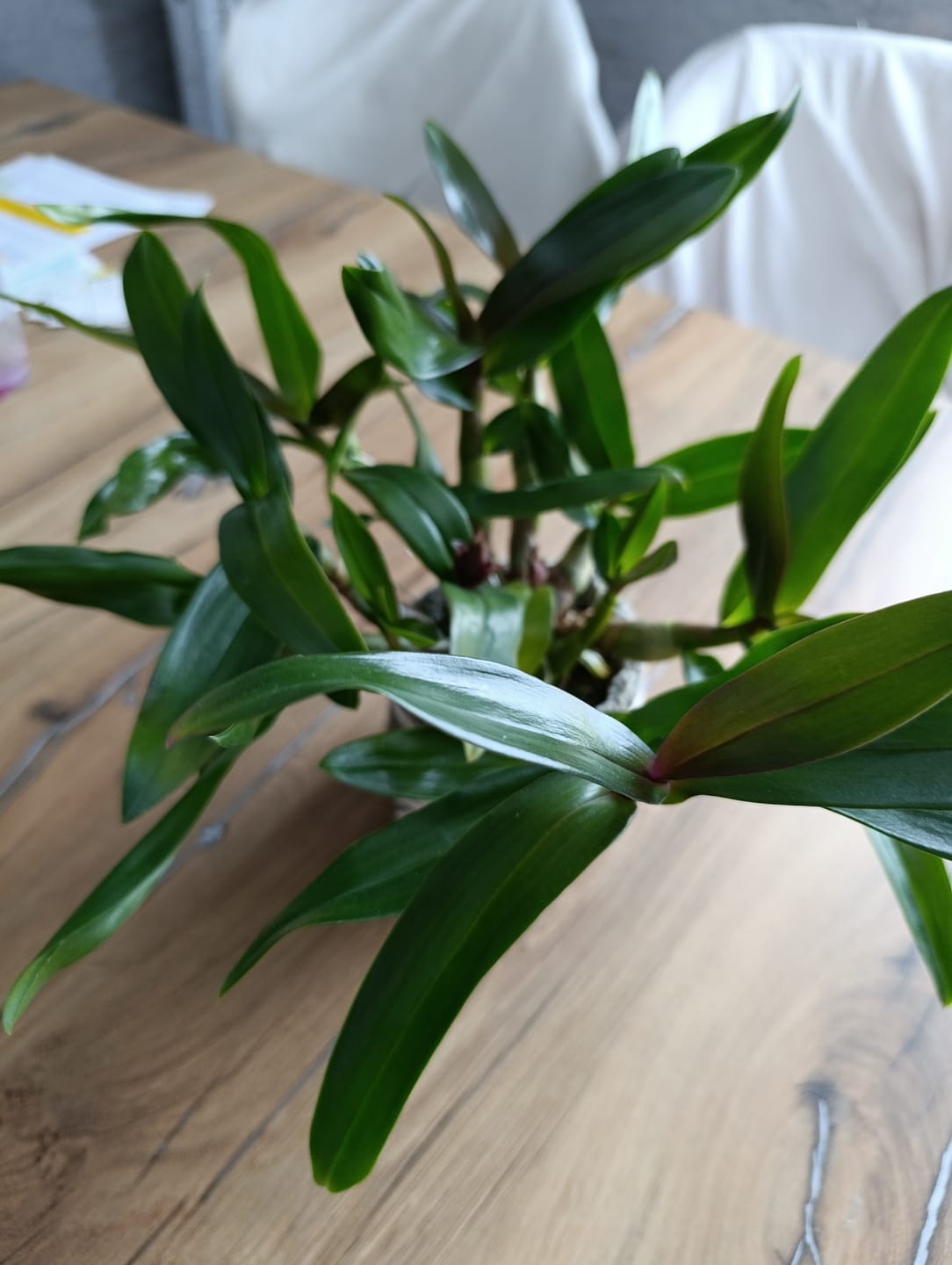 Customer photo review of Cocktail Orchidee mit gelb-roten Blüten und 5+ Rispen
