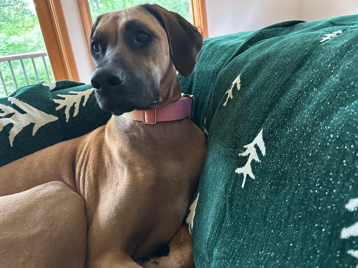 Customer photo review of Comfort Control Collar - Pastel Icing
