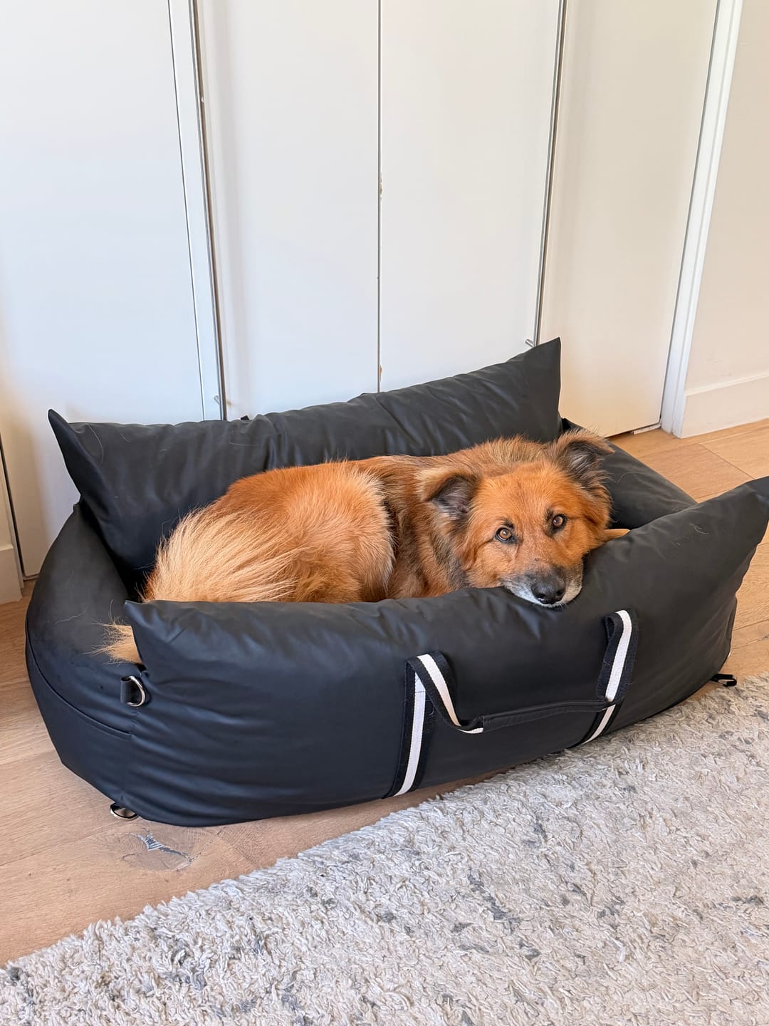 Customer photo review of The Dog Dock V2 New & Improved with LATCH / ISO FIX anchors