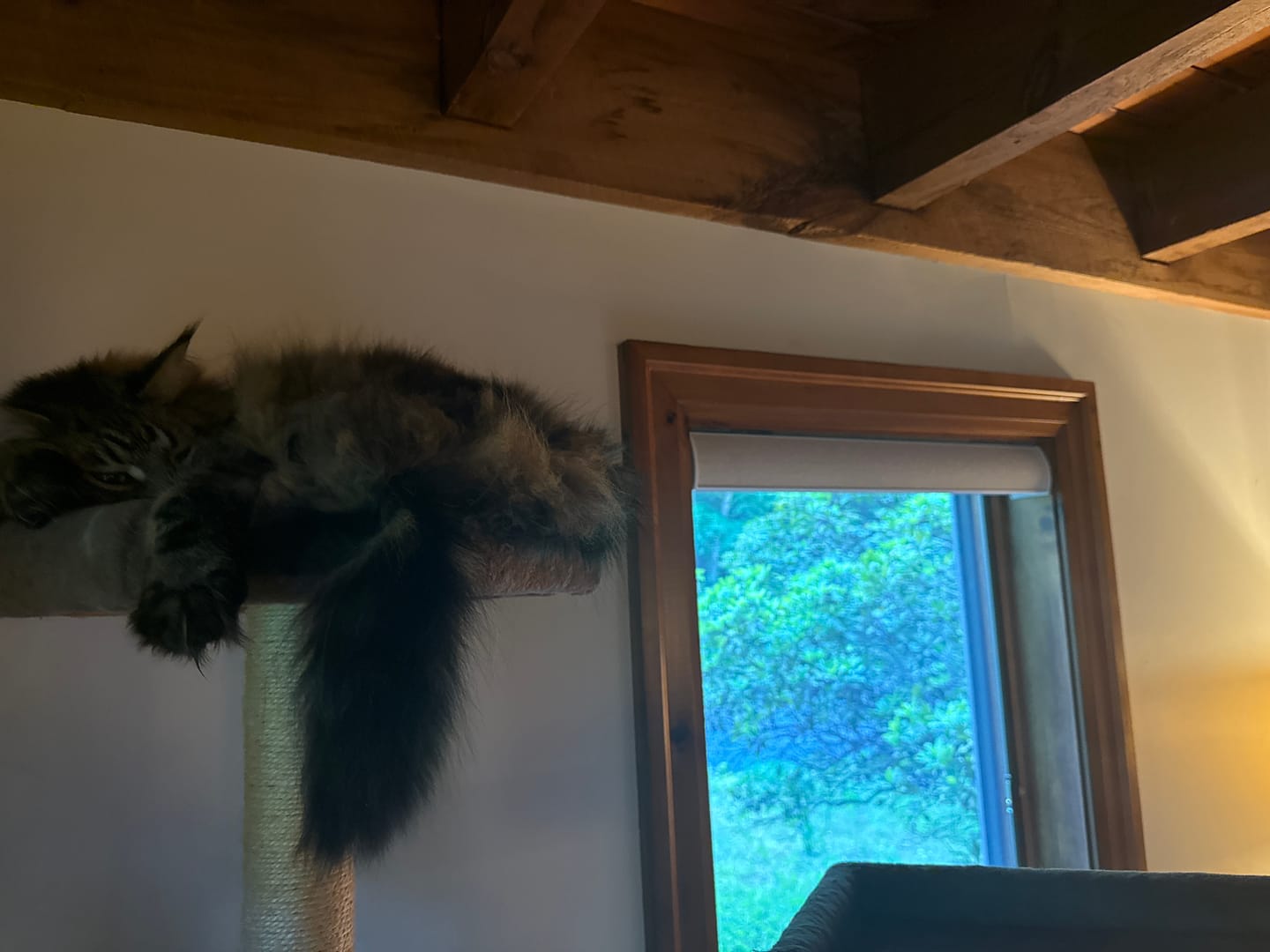 Customer photo review of SmartWings Motorized Light Filtering Roller Shades 70% Blackout Safari