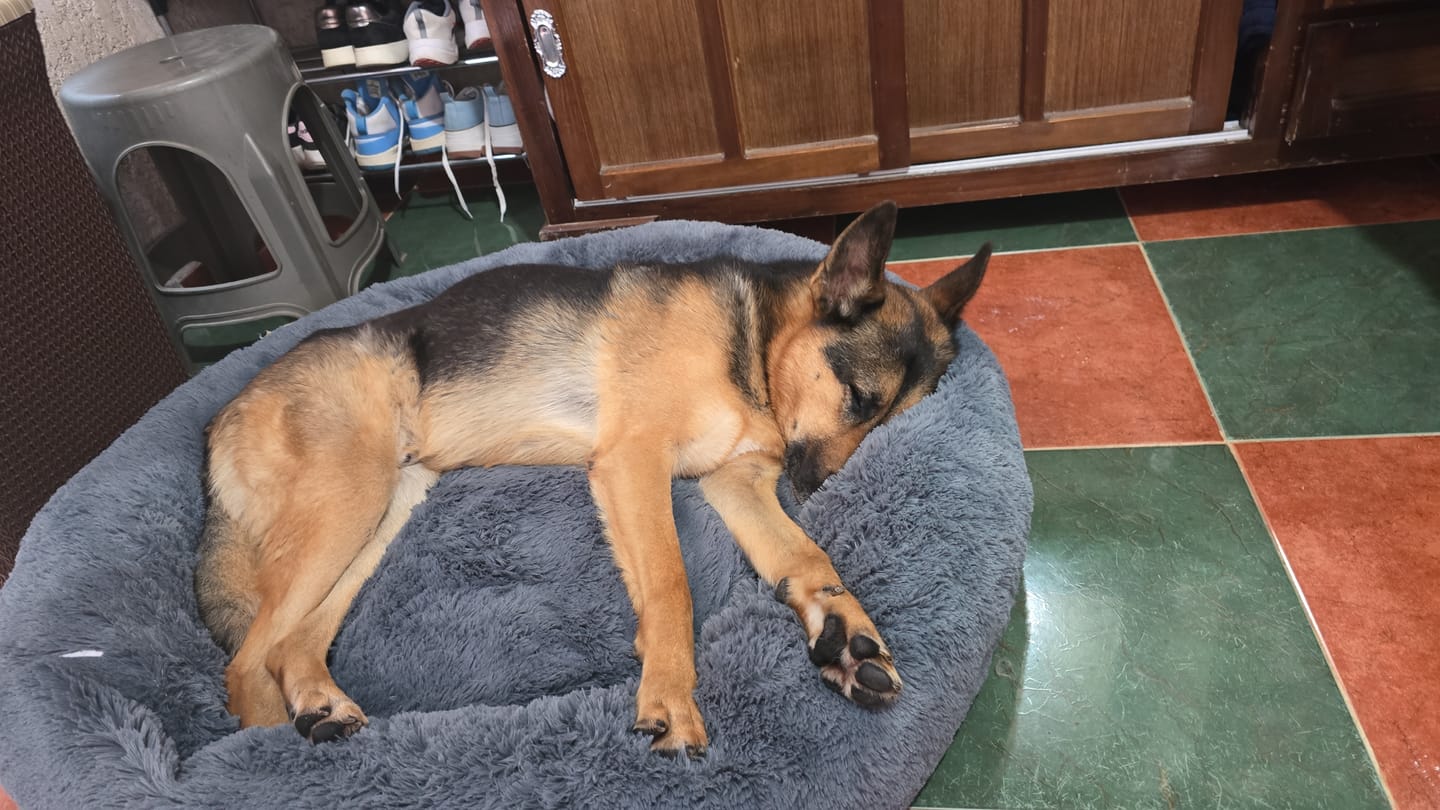 Customer photo review of Funda Original para Cama Antiestrés para Perros
