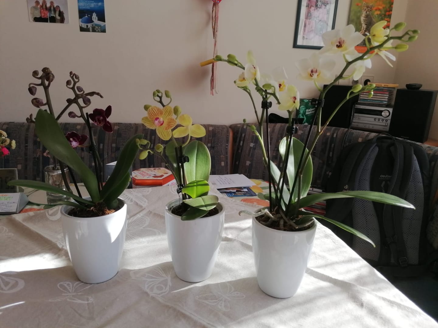 Customer photo review of Übertopf in verschiedenen Farben (9cm Töpfe)