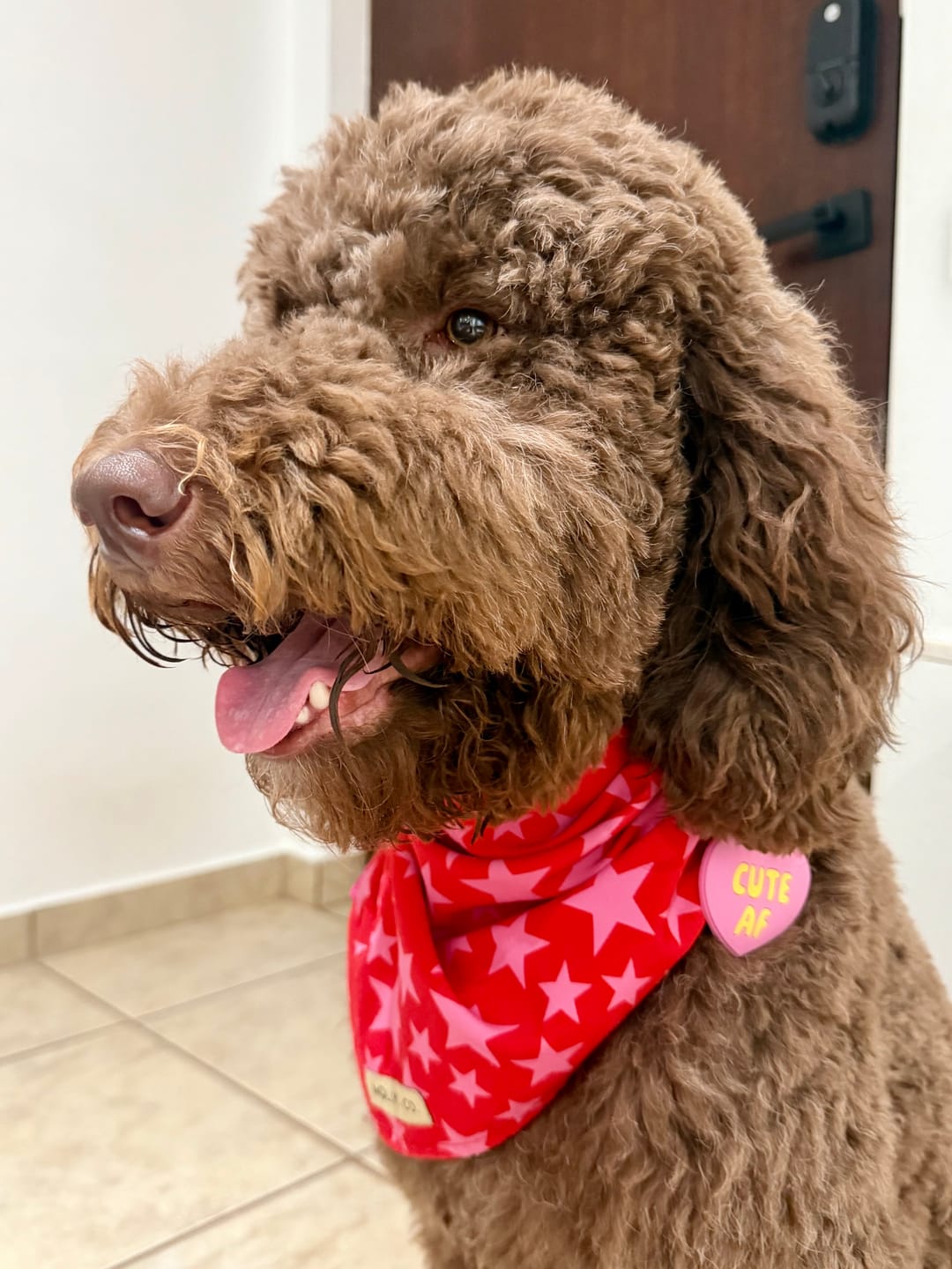 Customer photo review of Cute AF Blue Jiby Dog Charm